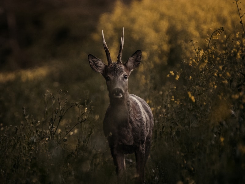 Deer